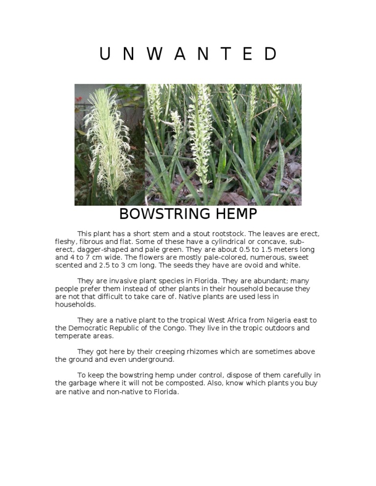 Bowstring Hemp: Invasive Plant Alert | PDF