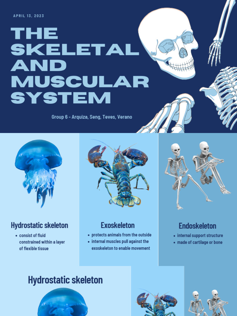 Group 6 Bio - The Skeletal and Muscular Systems | PDF