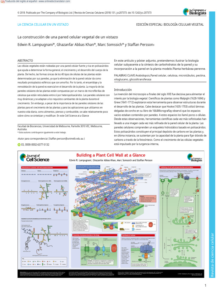 Building A Plant Cell Wall at A Glance - En.es | PDF