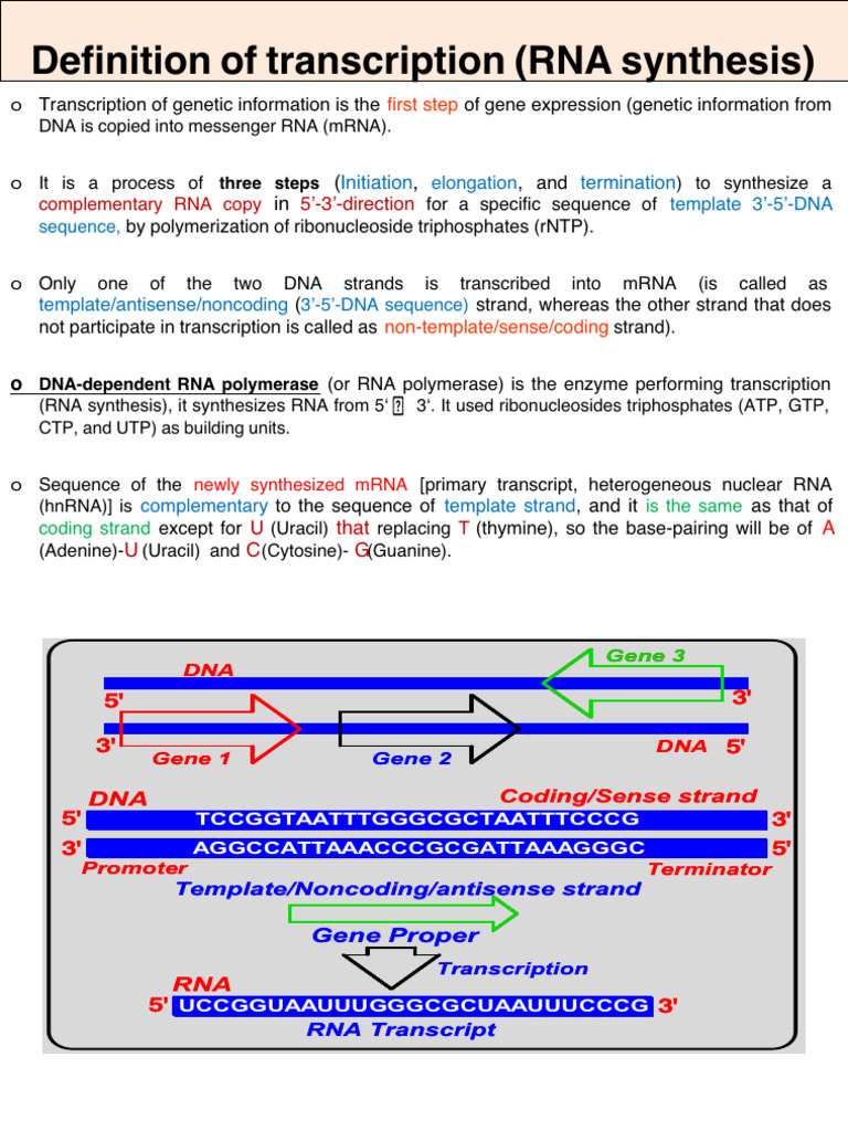 DNA Transcription | PDF