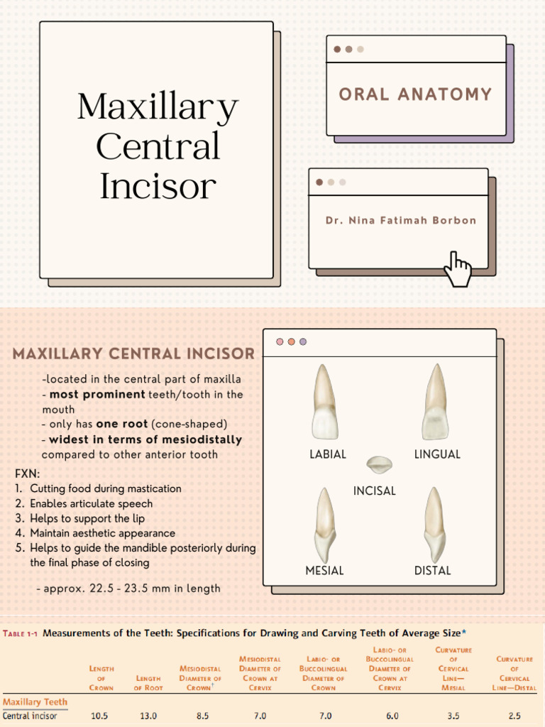 Maxillary Mandibular Central Incisor | PDF | Dentistry | Mouth