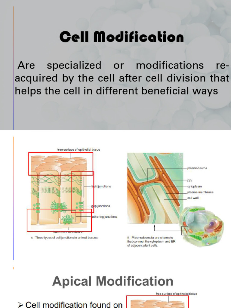 Specialized Cell Modifications Explained | PDF | Epithelium | Home & Garden