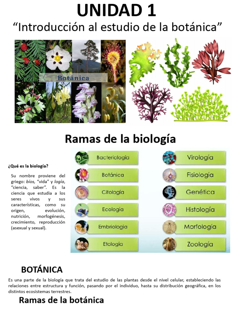 Tutoria 1 Botanica General | PDF