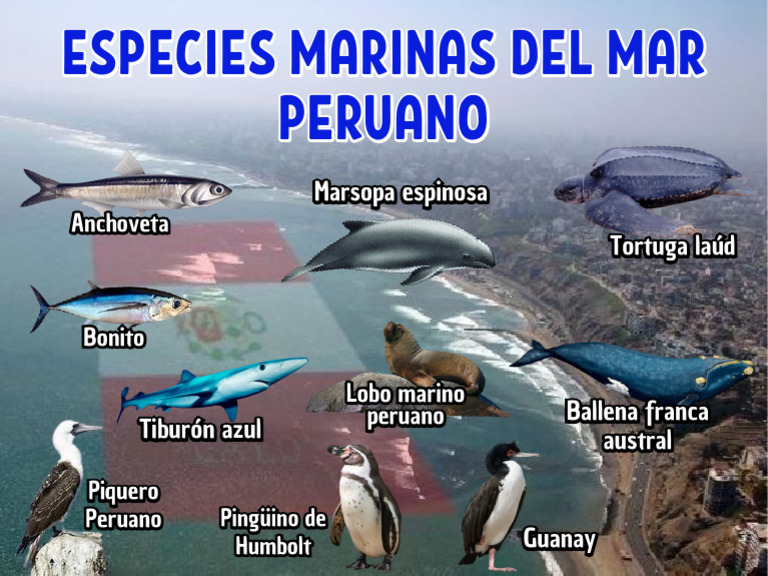 Especies Marinas del Mar Peruano | PDF
