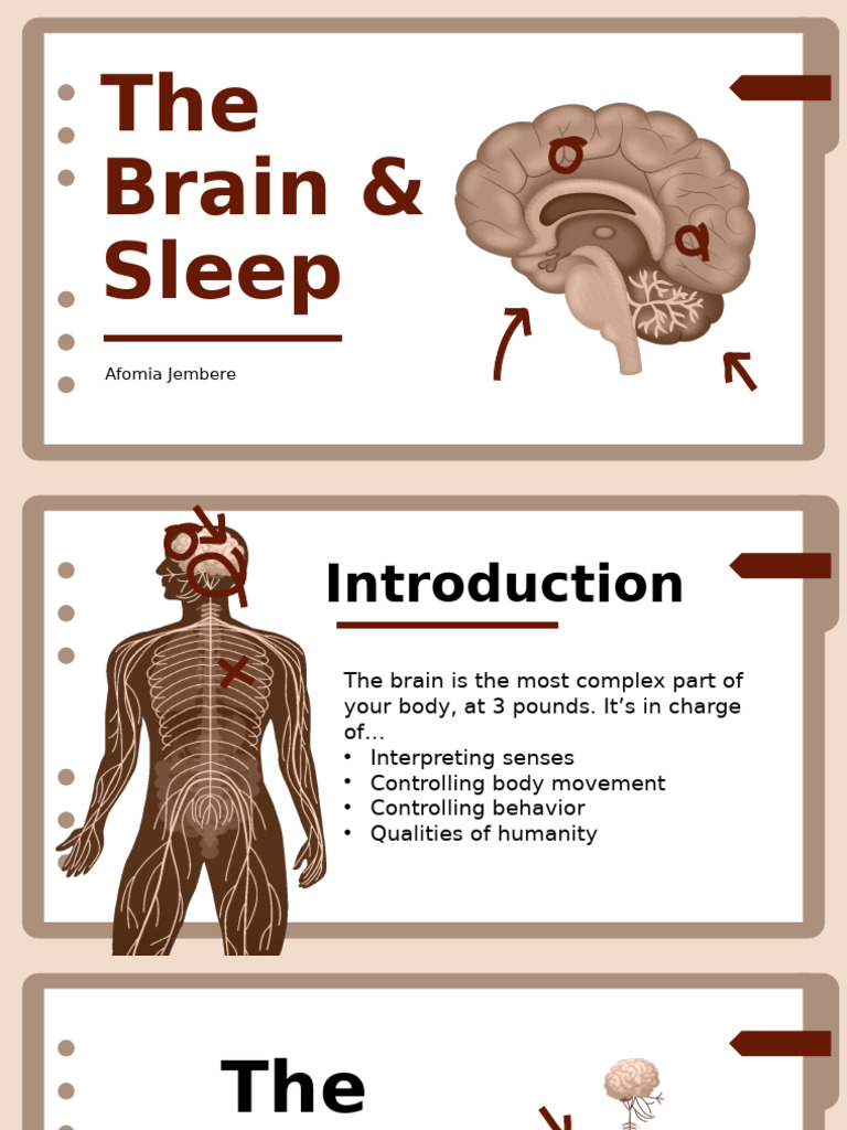 The Brain and Sleep | PDF
