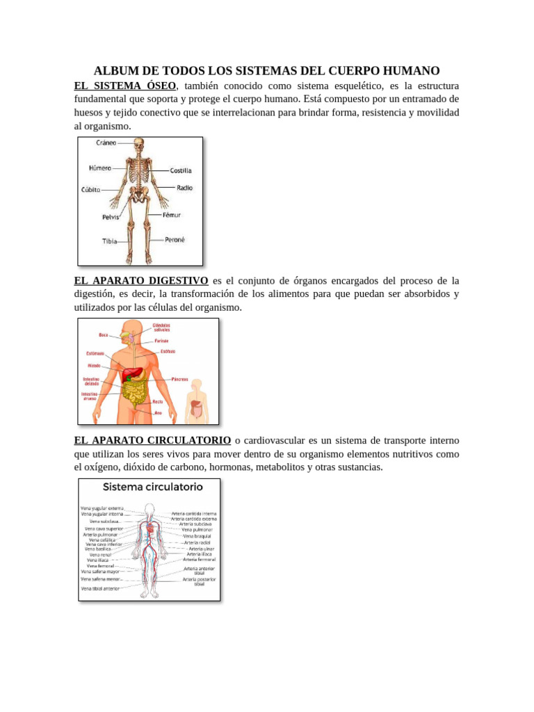 Album de Todos Los Sistemas Del Cuerpo Humano | PDF