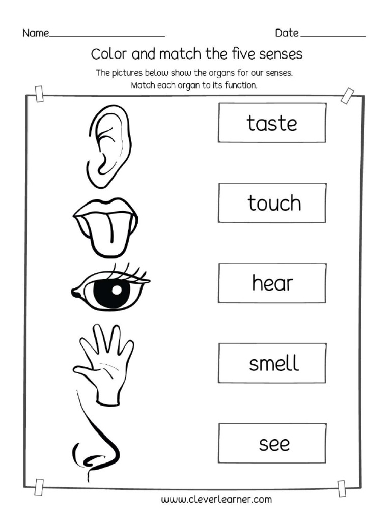 Five Senses Preschool Worksheet PDF