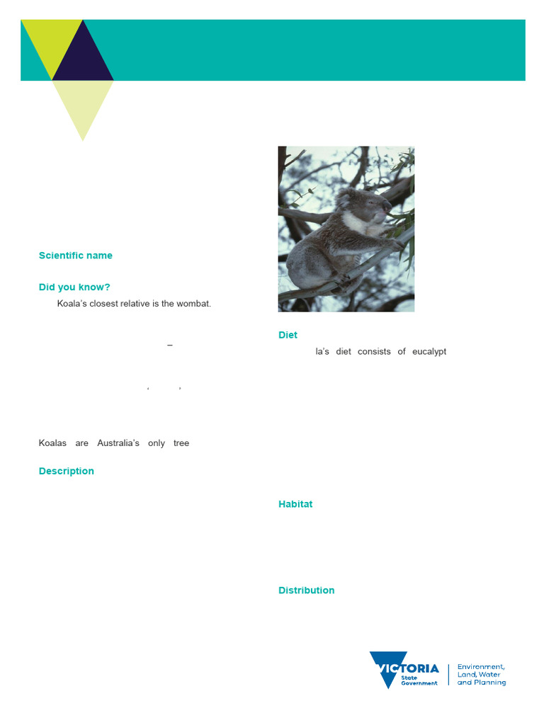 Koala | PDF