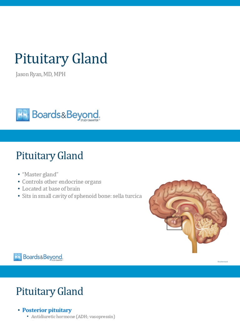 Pituitary Gland Atf | PDF