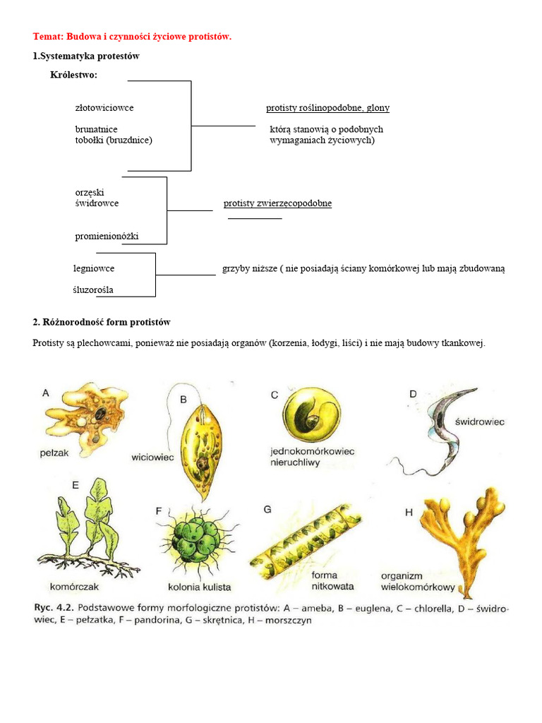 Protisty | PDF