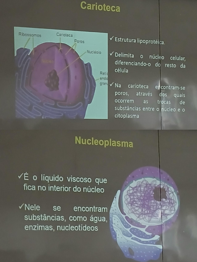 Bases Bio | PDF