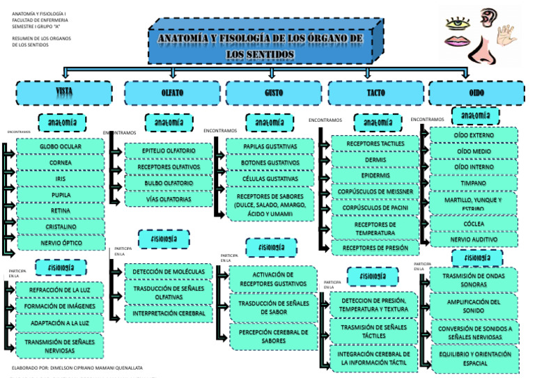 Organos De Los Sentidos Anato Pdf