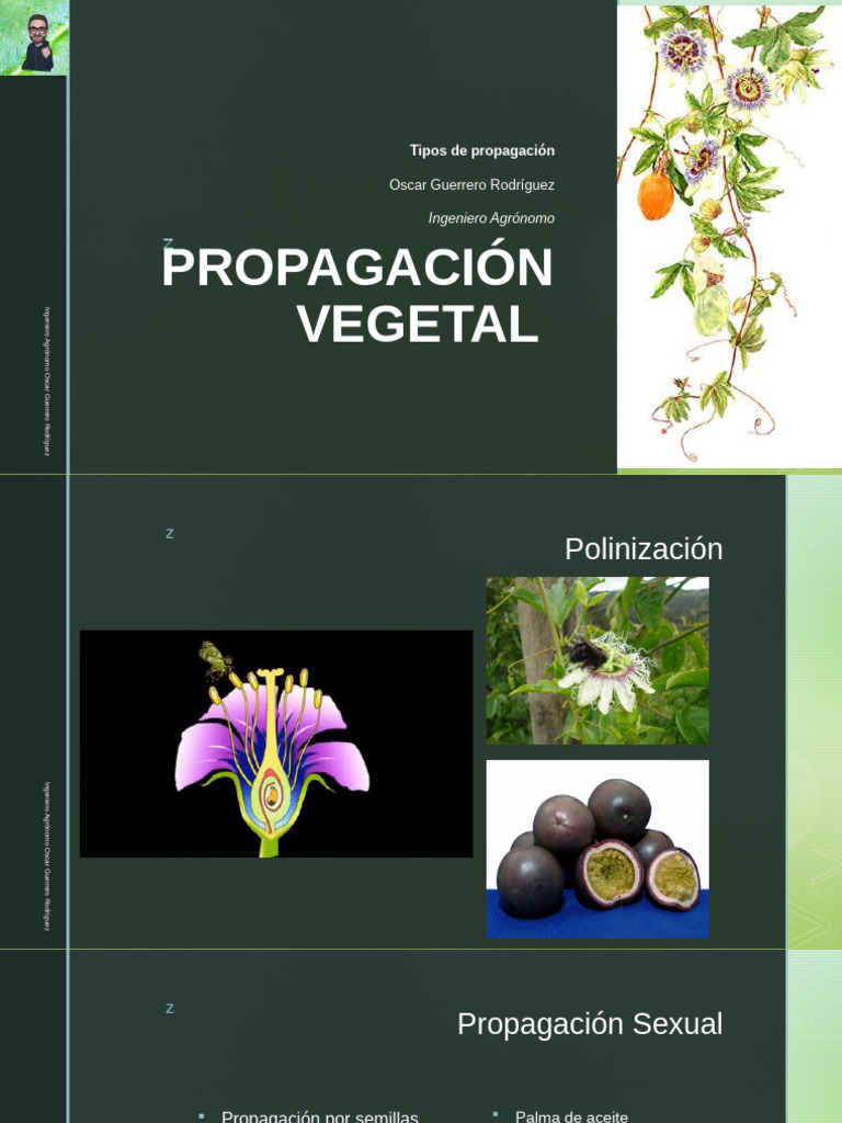Propagación Vegetal | PDF
