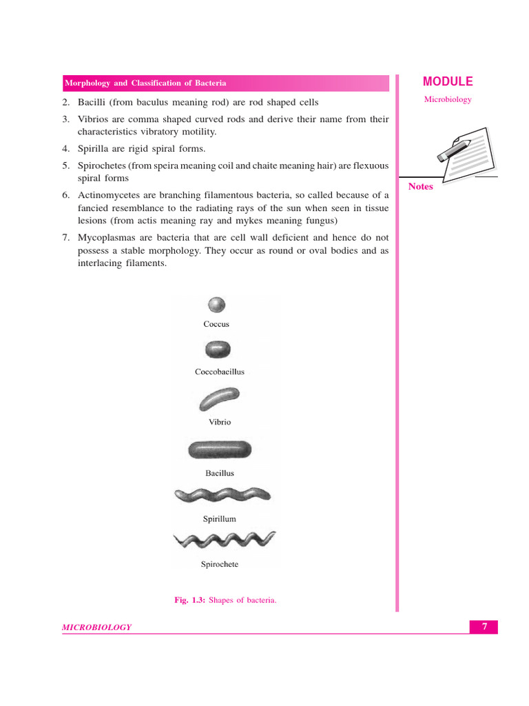 Morphology and Classification of Bacteria: Microbiology | PDF