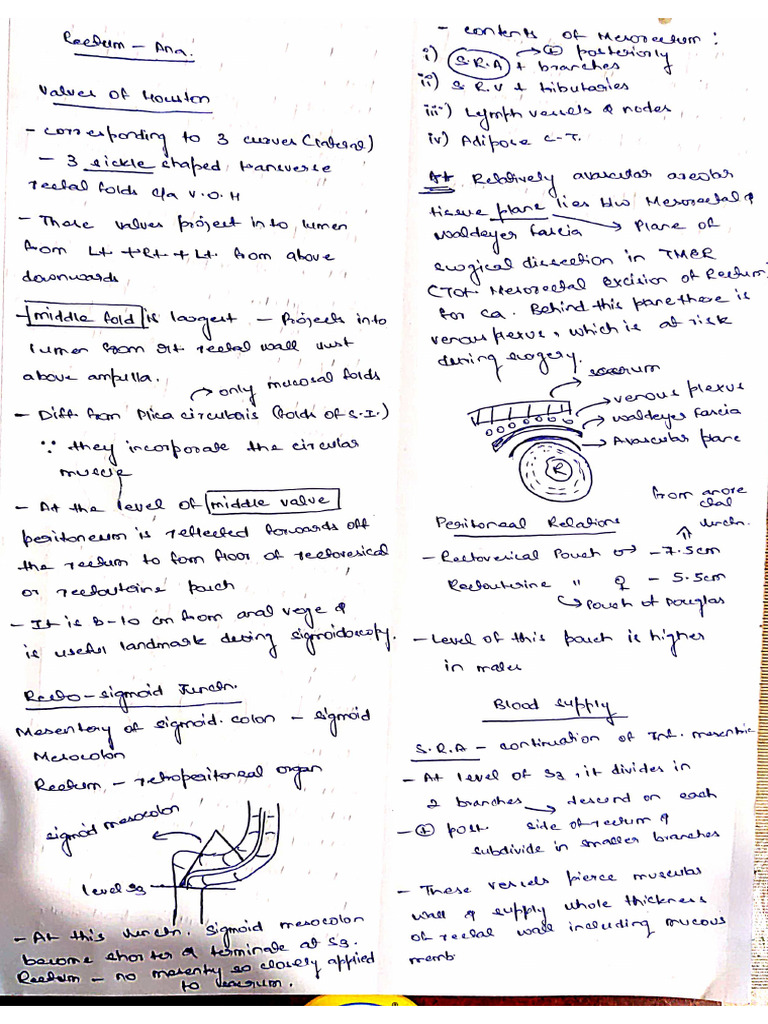 Rectum Anatomy | PDF