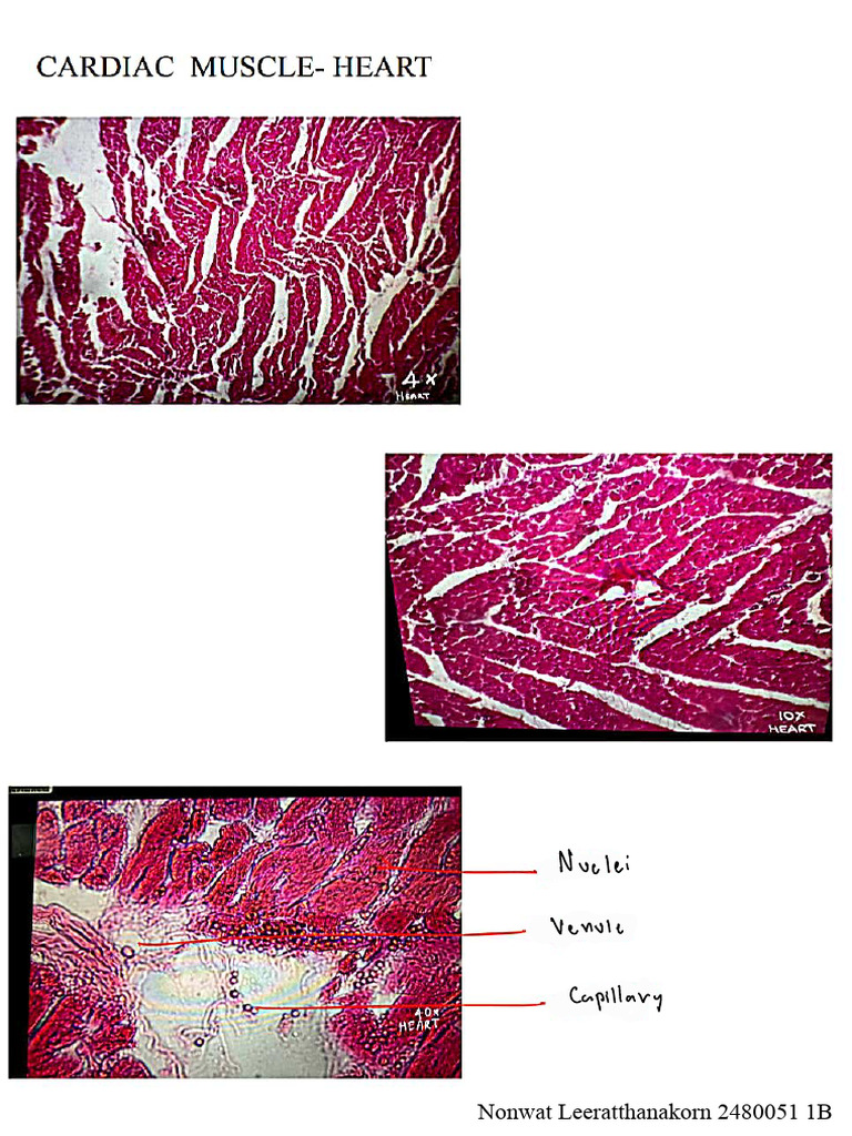 Muscle Tissue Lab Activity 2 2480051 | PDF