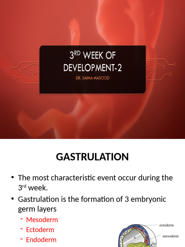 3rd Week Development 2 (Updated) | PDF