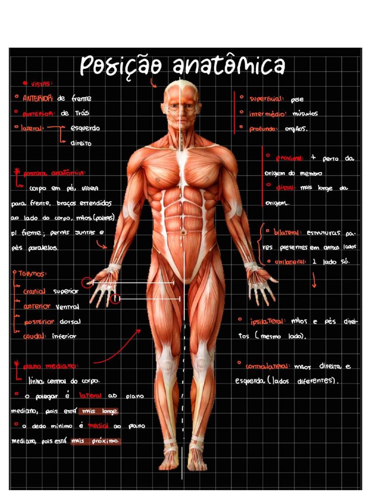 Noções Básicas - Posição Anatômica - Anatomia | PDF