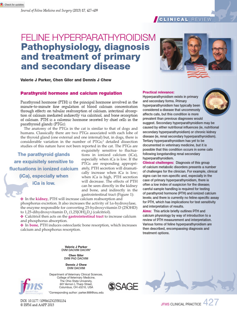 View of Parker Et Al 2015 Feline Hyperparathyroidism Pathophysiology Diagnosis ...
