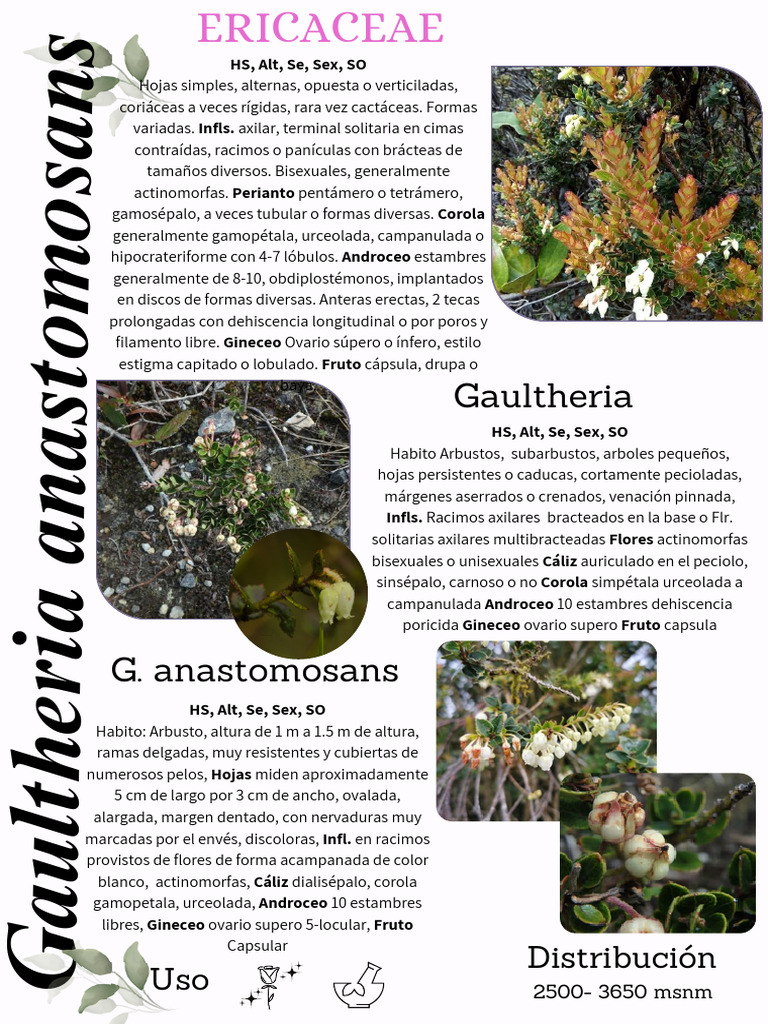 Copia de Gaultheria ERICACEAE | PDF