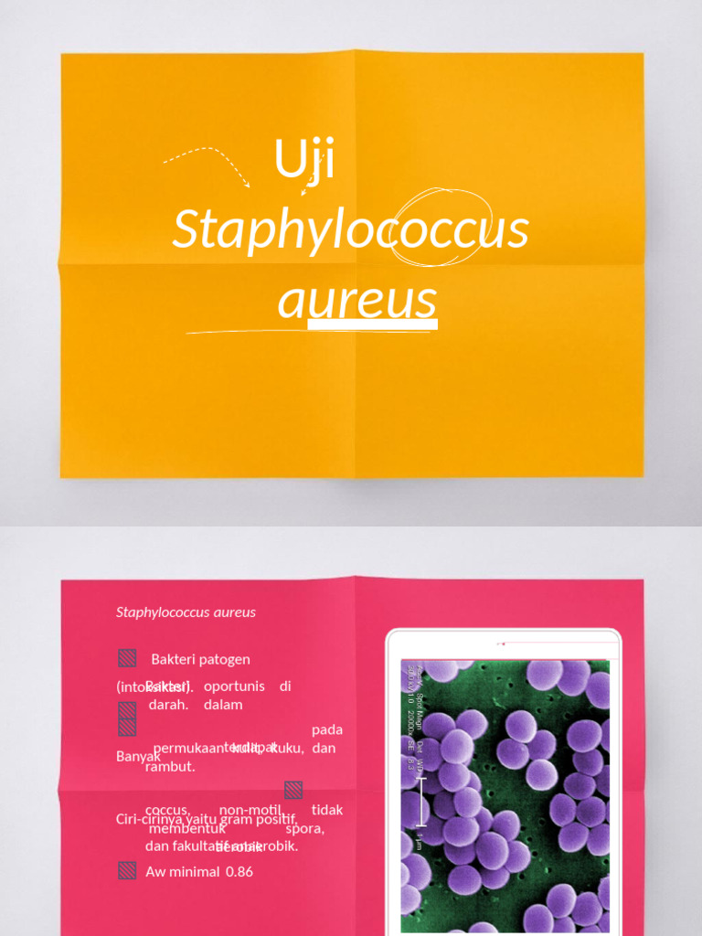 Deteksi Staphylococcus Aureus | PDF
