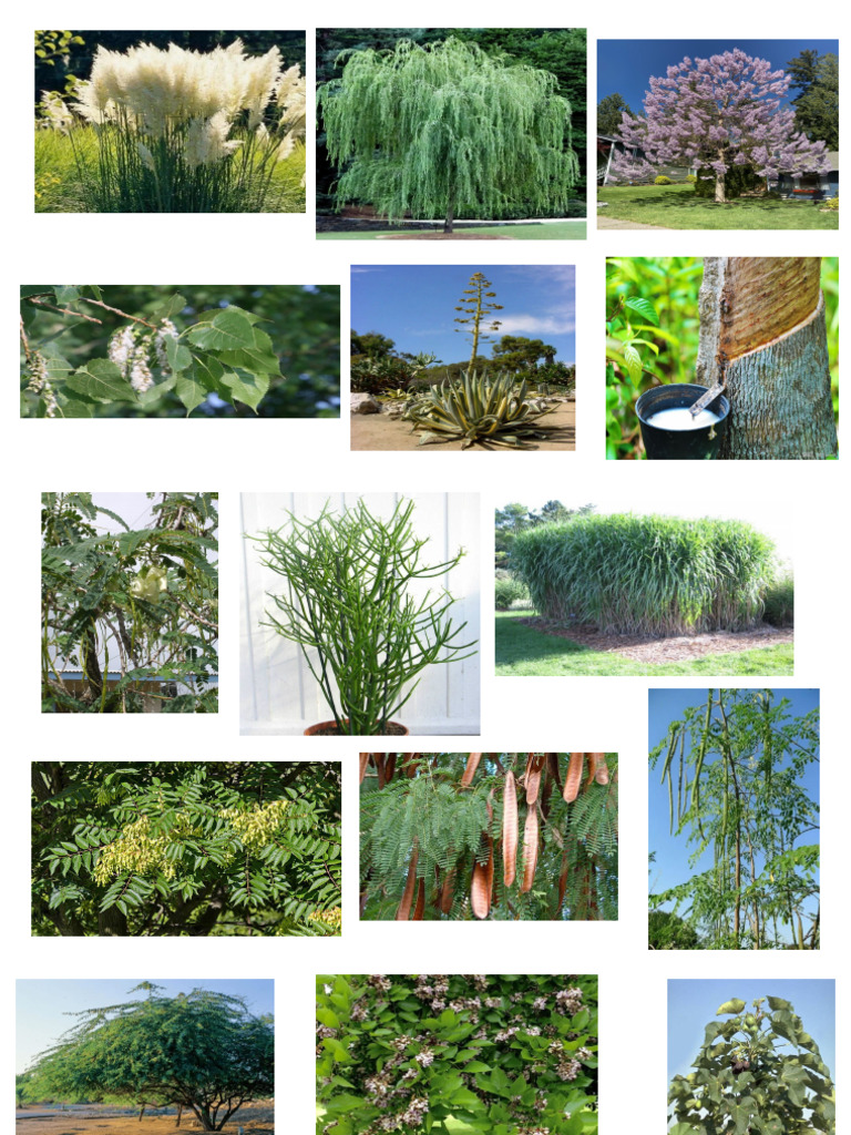 Trees | PDF