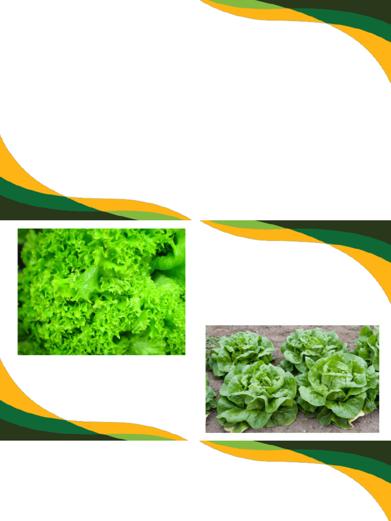 Assessing The Agronomic Performance of Lettuce Finall | PDF