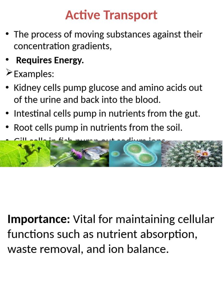 Active Transport | PDF