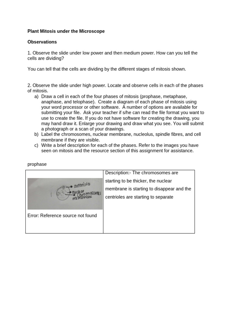 Plant Mitosis Worksheet | PDF