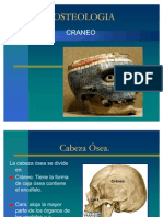 Huesos Del Craneo