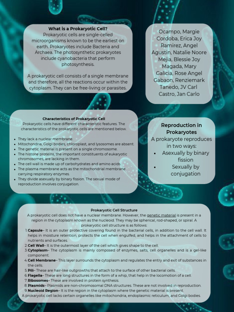 Understanding Prokaryotic Cell Structure | PDF | Cell (Biology ...