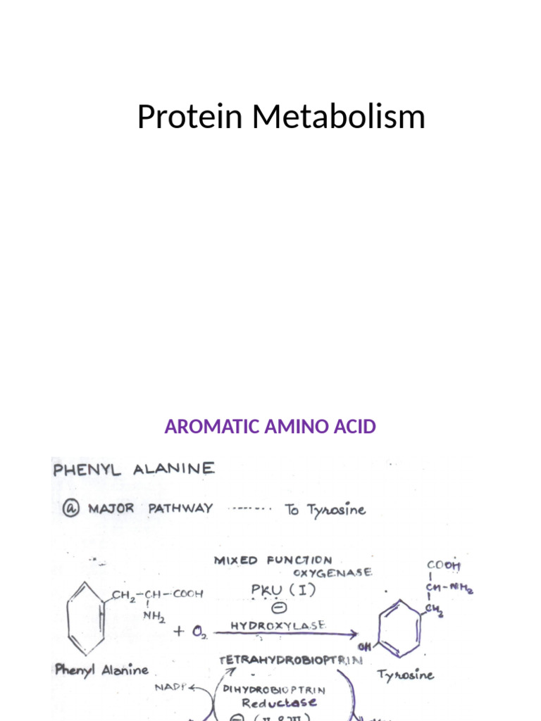 Protein Metabolism PDF