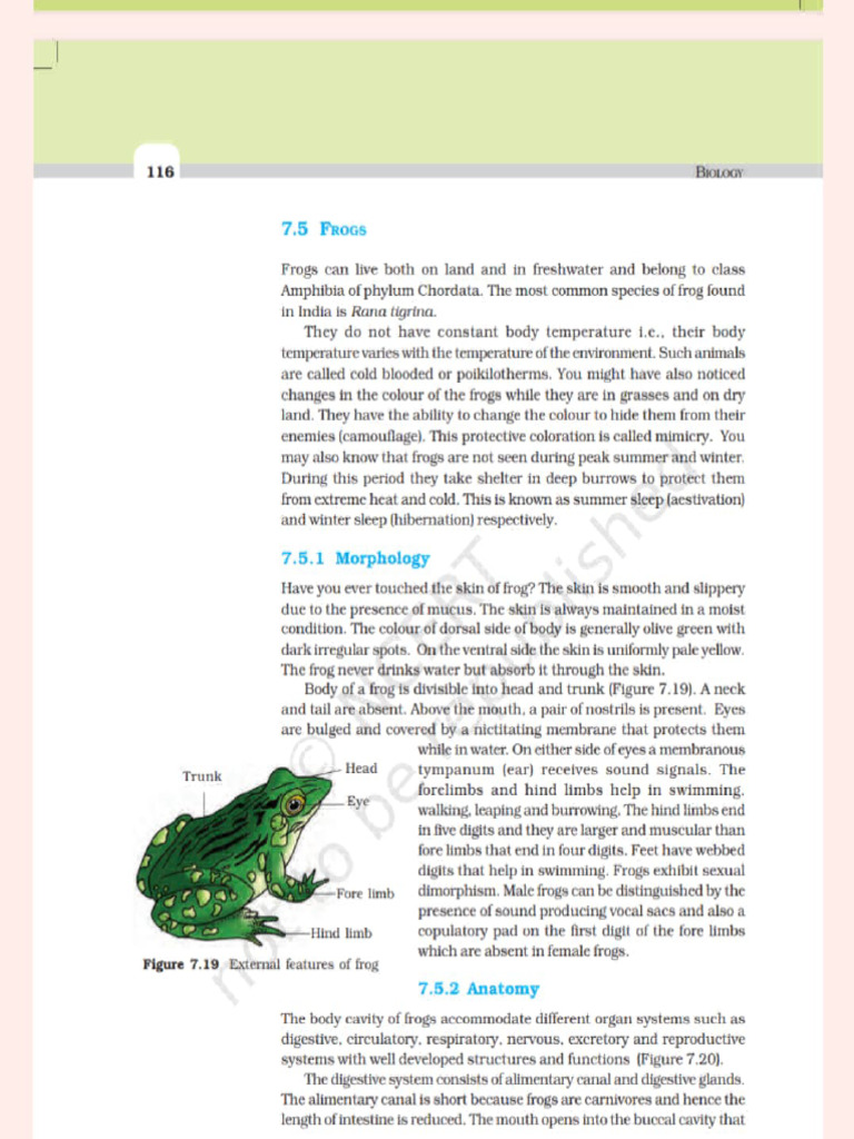 Frog | PDF