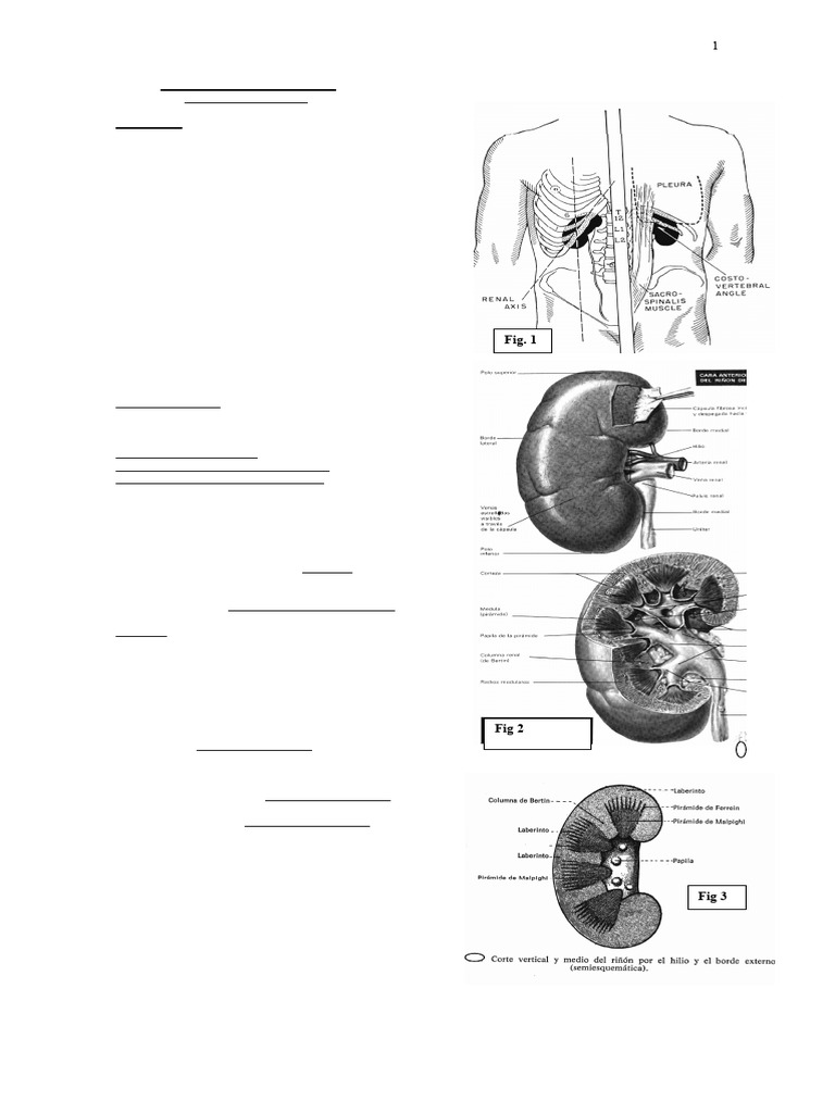 Anatomia Urogenital | PDF