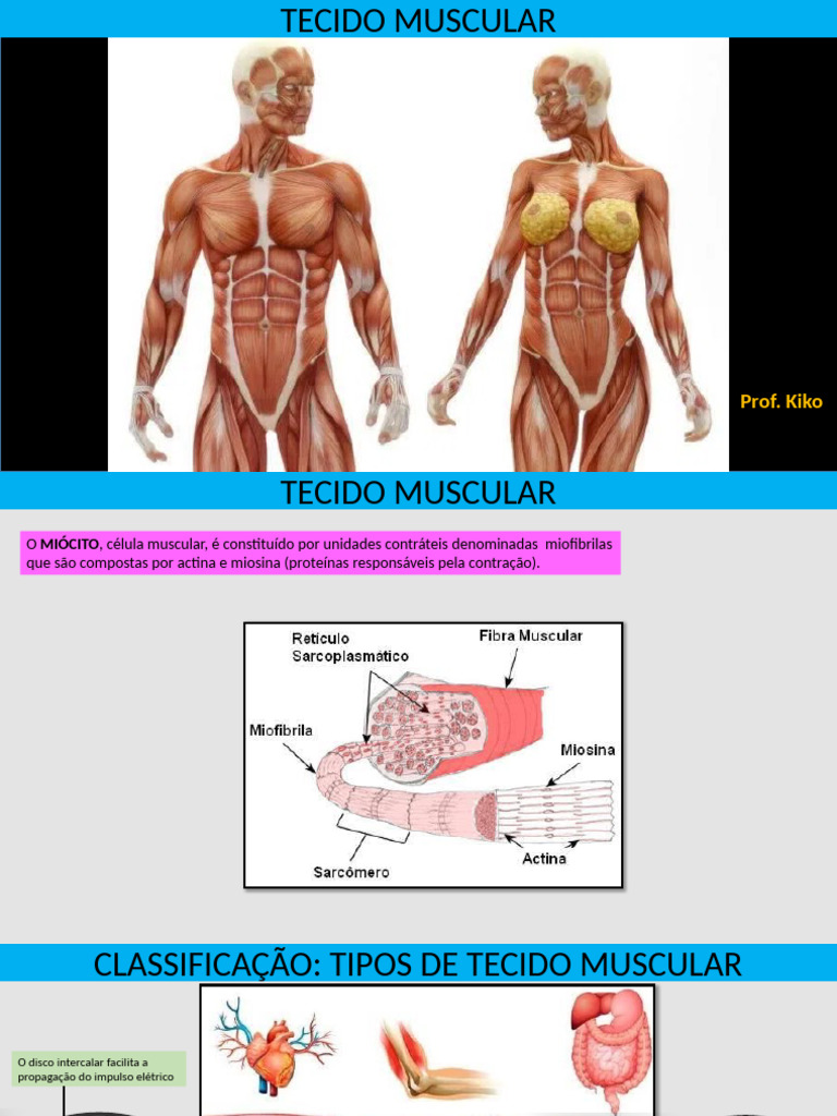 Tecido Muscular | PDF