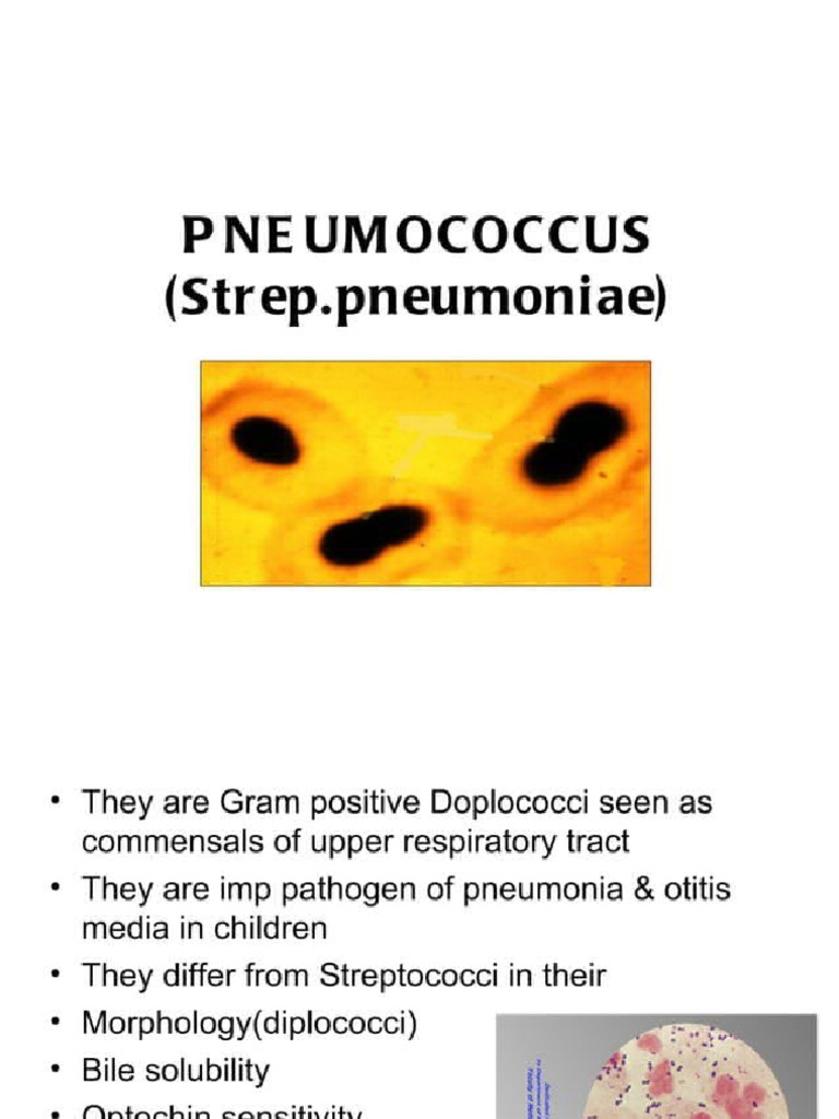 Pneumon Nia | PDF