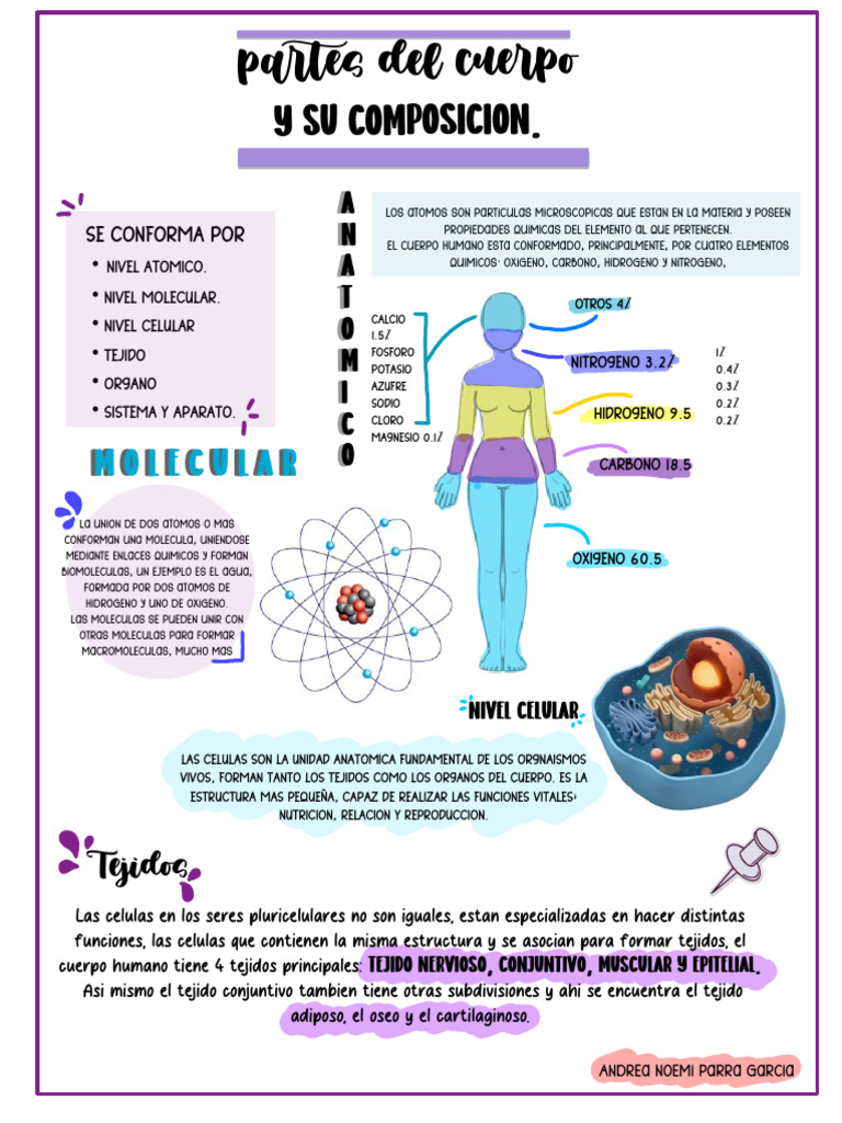 Anatomía Molecular y Composición Corporal | PDF | Cuerpo humano | Anatomía