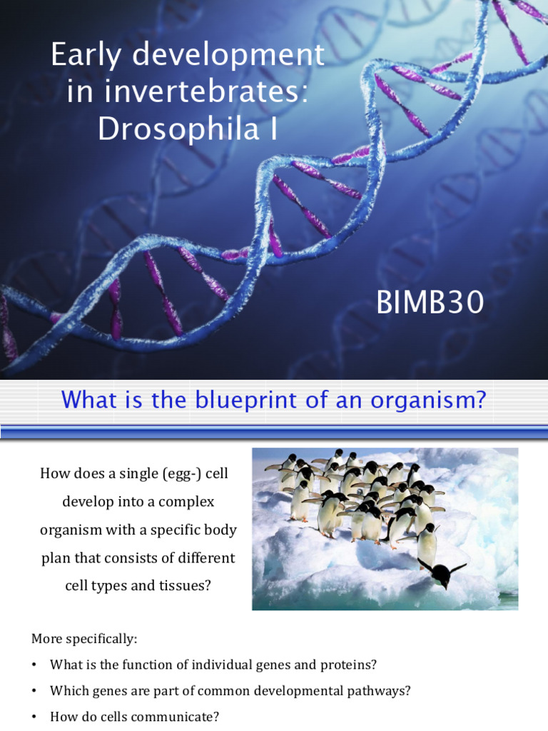 Drosophila I HT23 | PDF