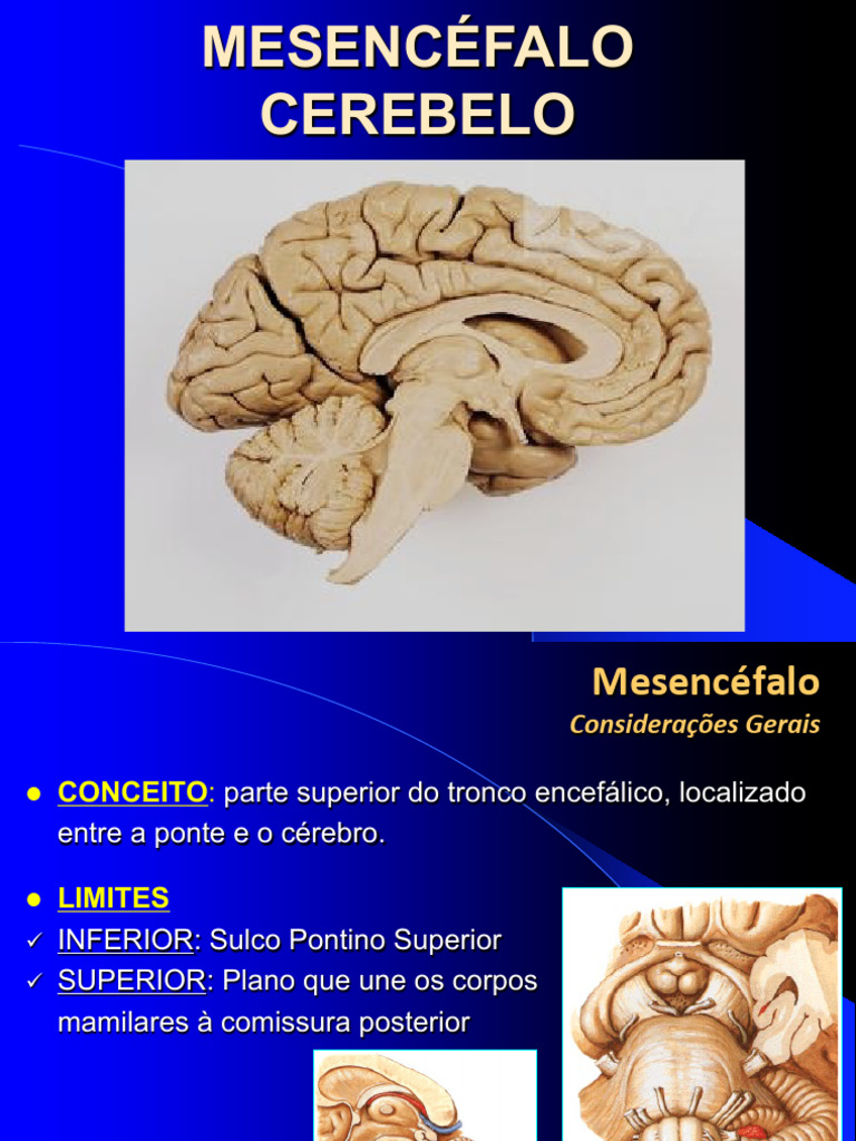 Aula 05-Mesencéfalo - Cerebelo | PDF
