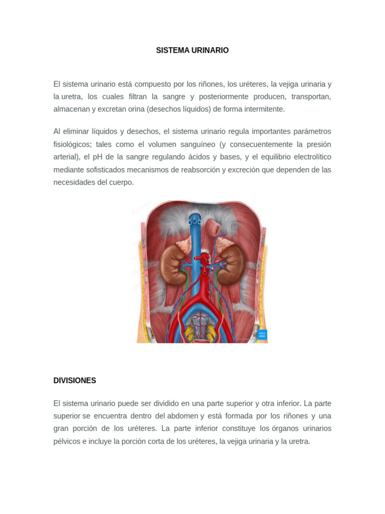 Sistema Urinario Pdf