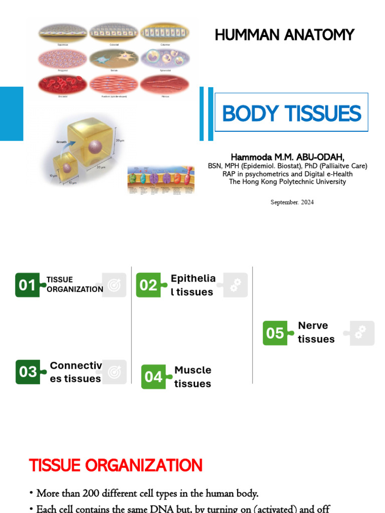 Human Body Tissue Types Explained | PDF | Epithelium | Muscle