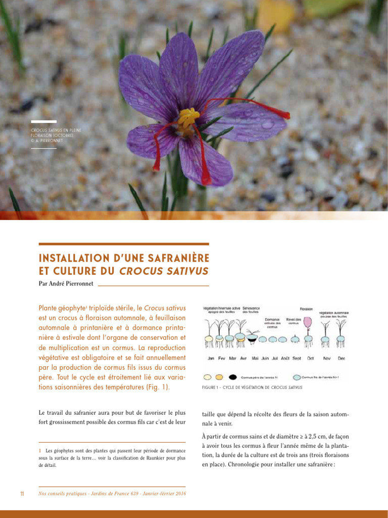 Guide de culture du Crocus sativus | PDF | Plantes | Botanique