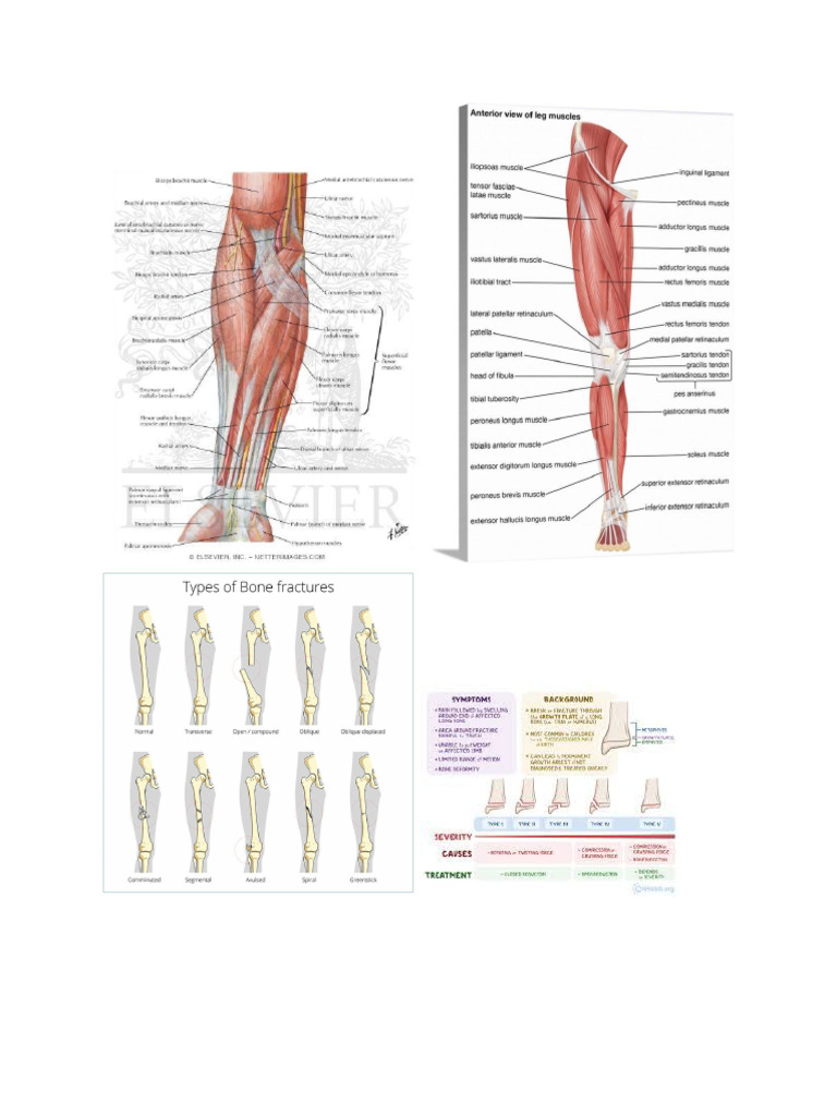 Anatomy intelligence overview