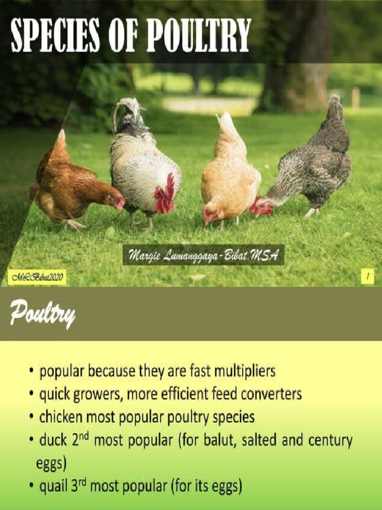 2.2 Poultry Animals | PDF
