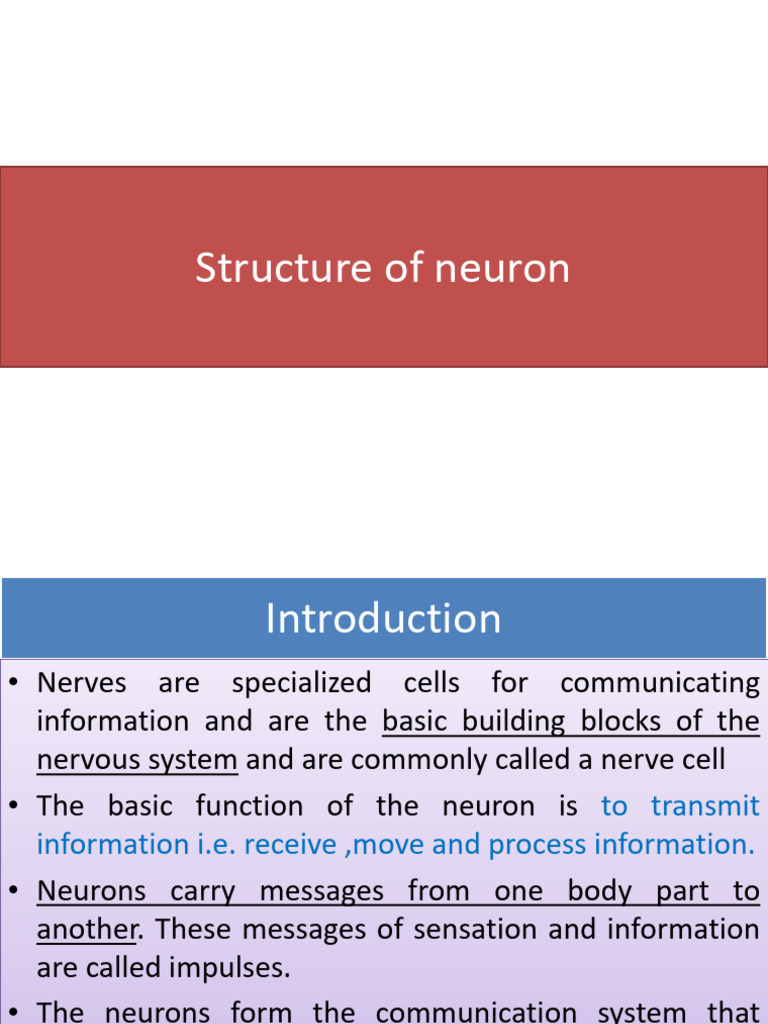 Nervous System - Neuron | PDF | Myelin | Axon