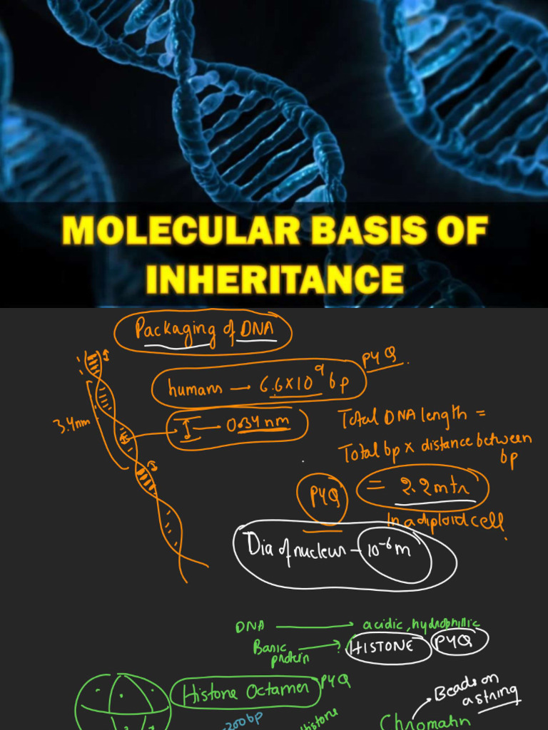 Molecular Basis of Inharitance (PART-3) - Compressed | PDF