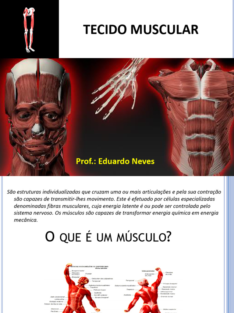 Aula 6 - Tecido Muscular | PDF