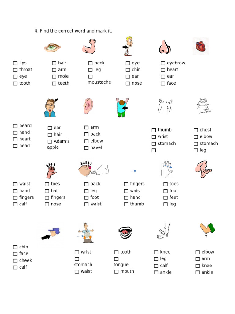 Body Parts Picture Description Exercises - 11214 | PDF