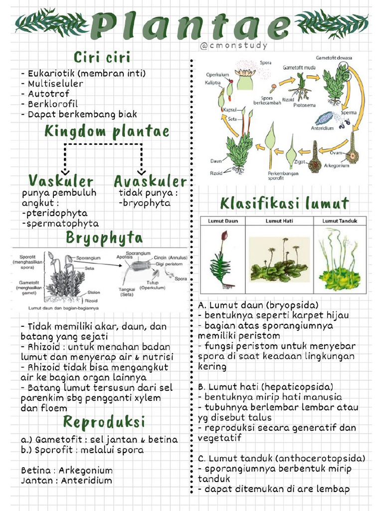 Plantae Kelas 10 | PDF