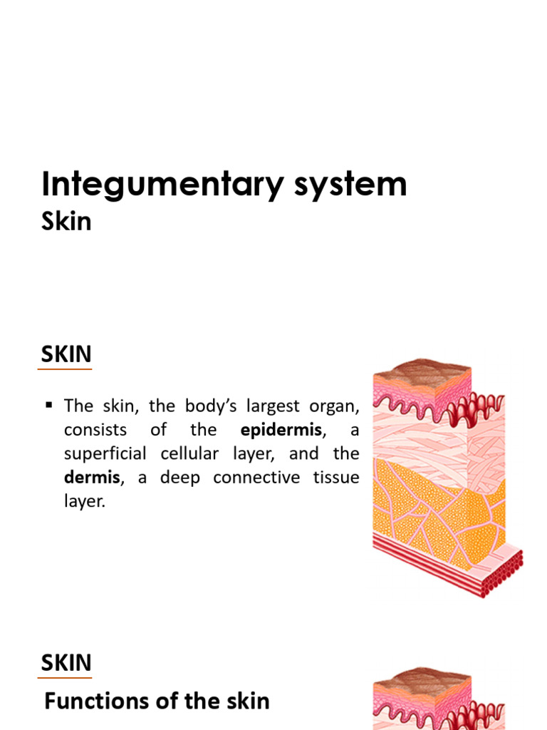 3-Integumentary System L2 | PDF